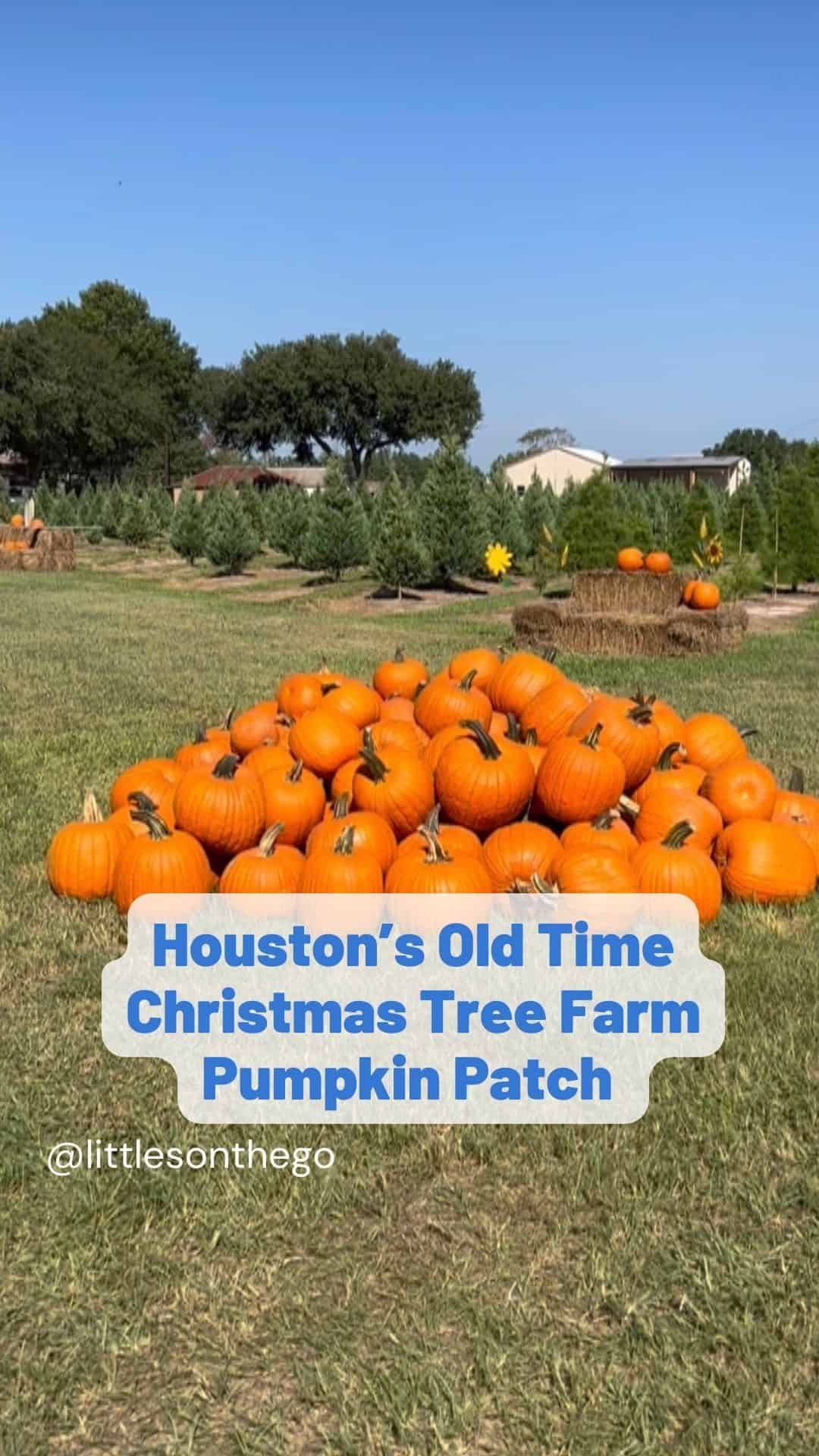 Houston s Old Time Christmas Tree Farm Pumpkin Patch Littles On